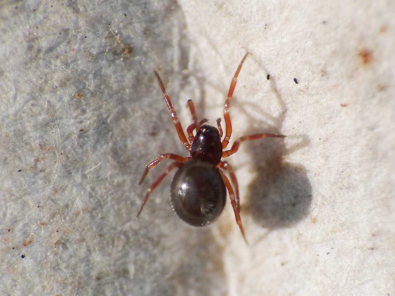 Ragnetto rosso scuro - Ostia Antica (RM): cfr Theridiidae